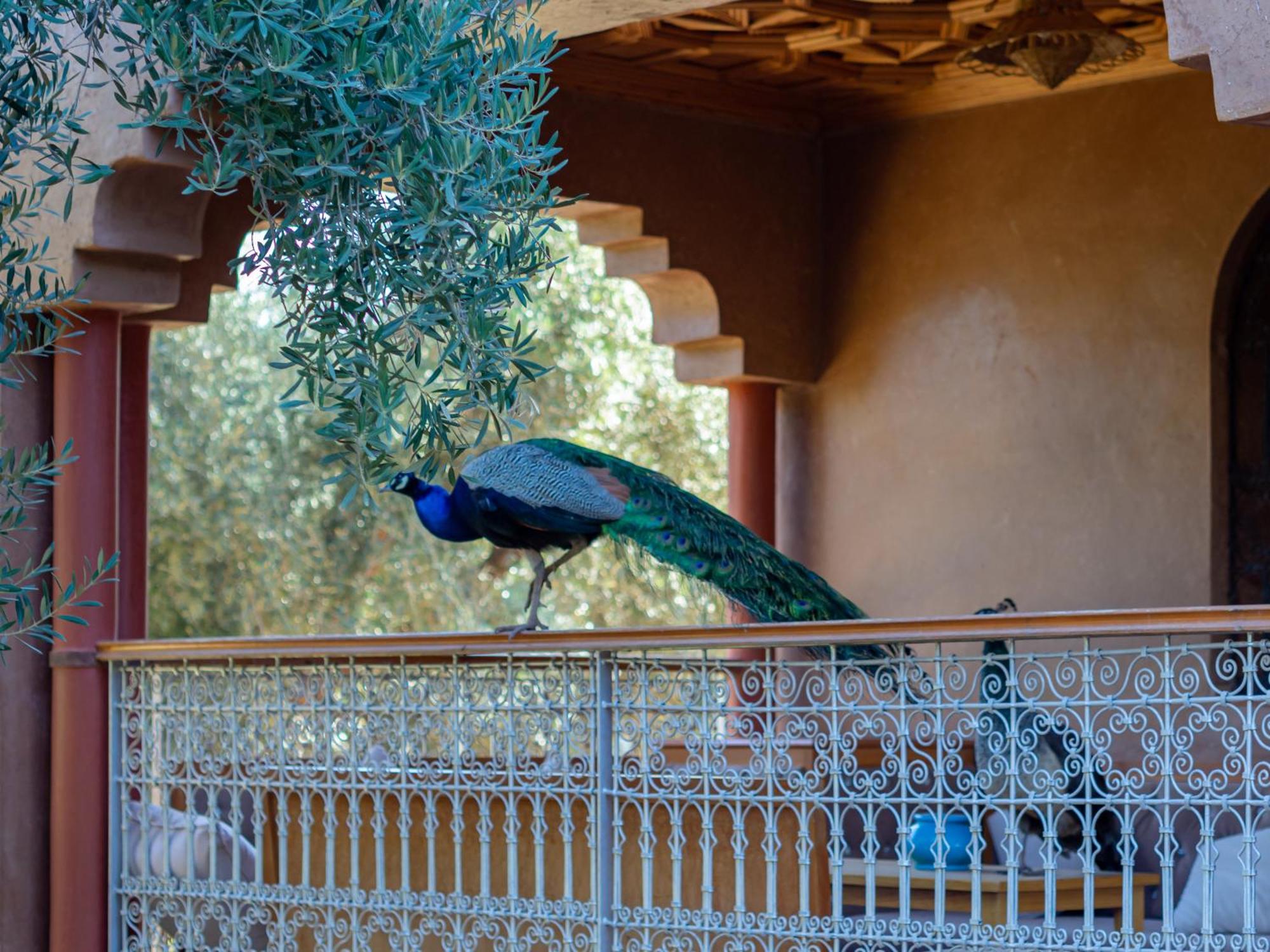 Ferme Sidi Safou & Spa Marrakesh Exterior foto