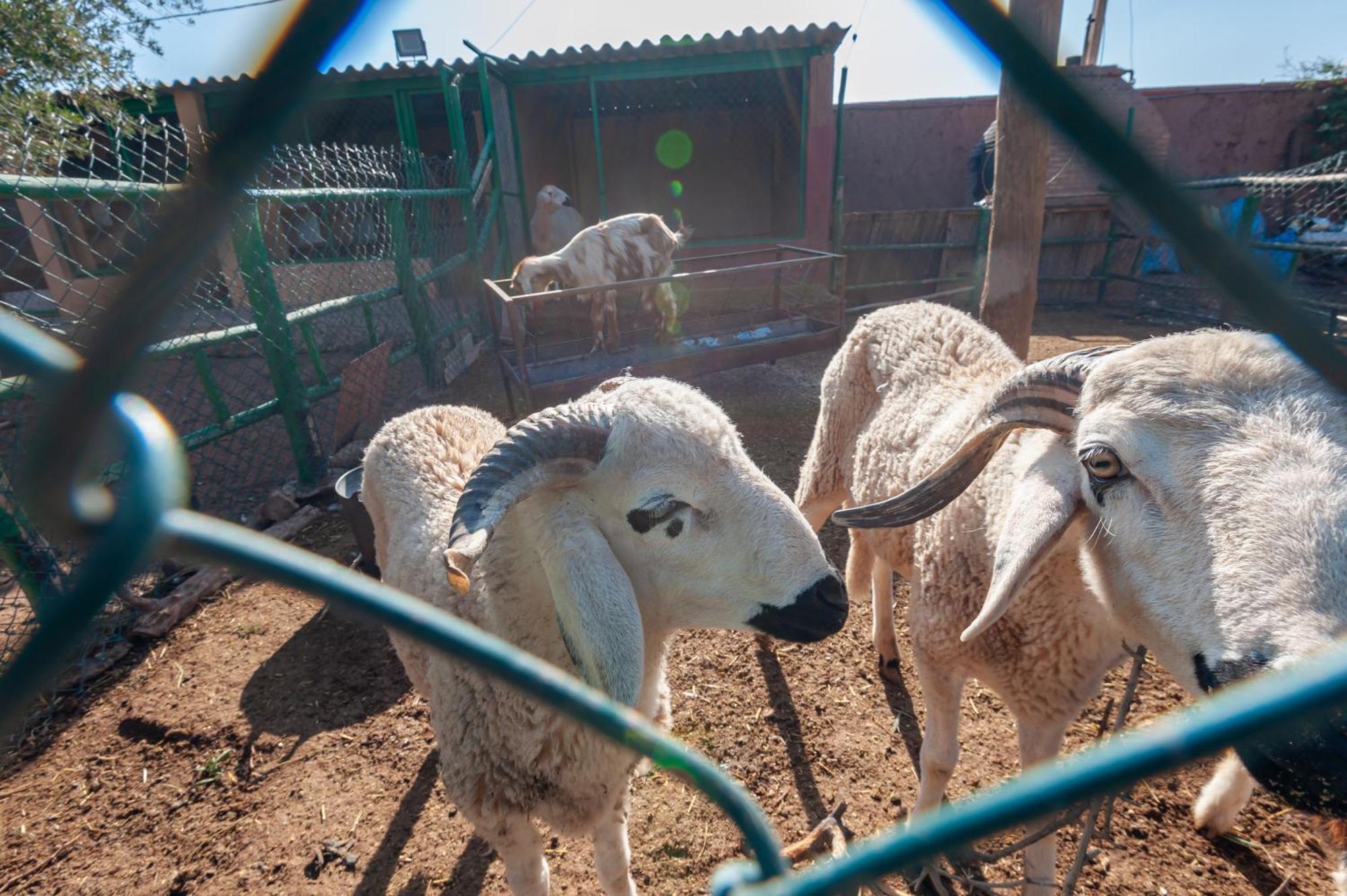 Ferme Sidi Safou & Spa Marrakesh Exterior foto