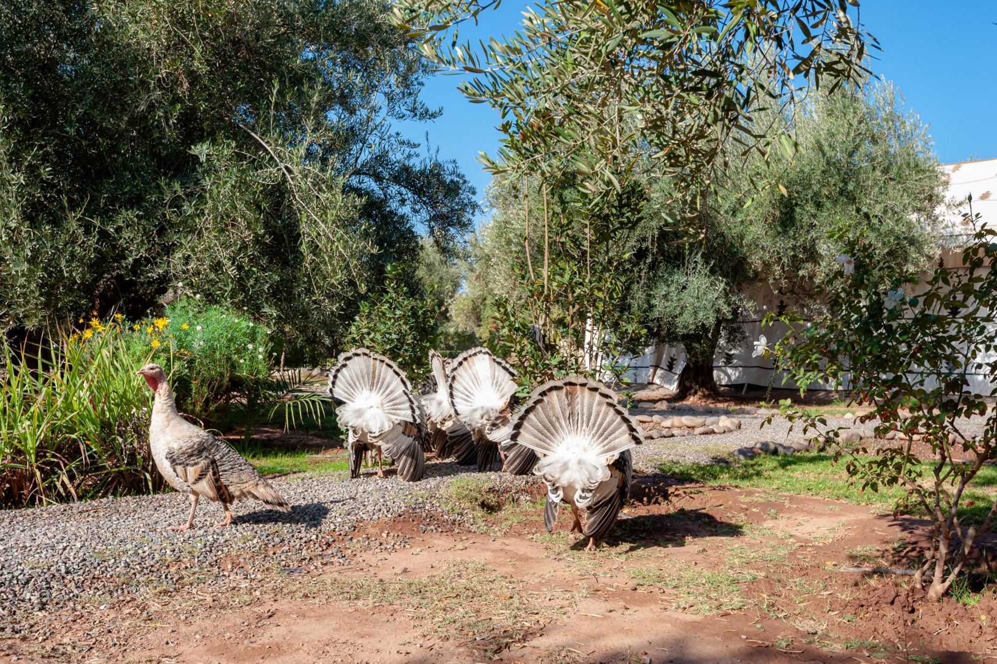 Ferme Sidi Safou & Spa Marrakesh Exterior foto