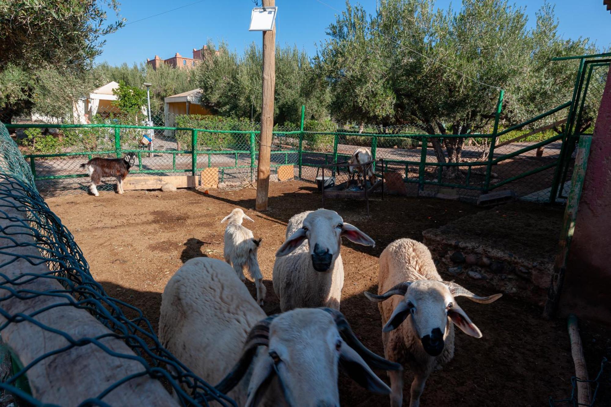 Ferme Sidi Safou & Spa Marrakesh Exterior foto